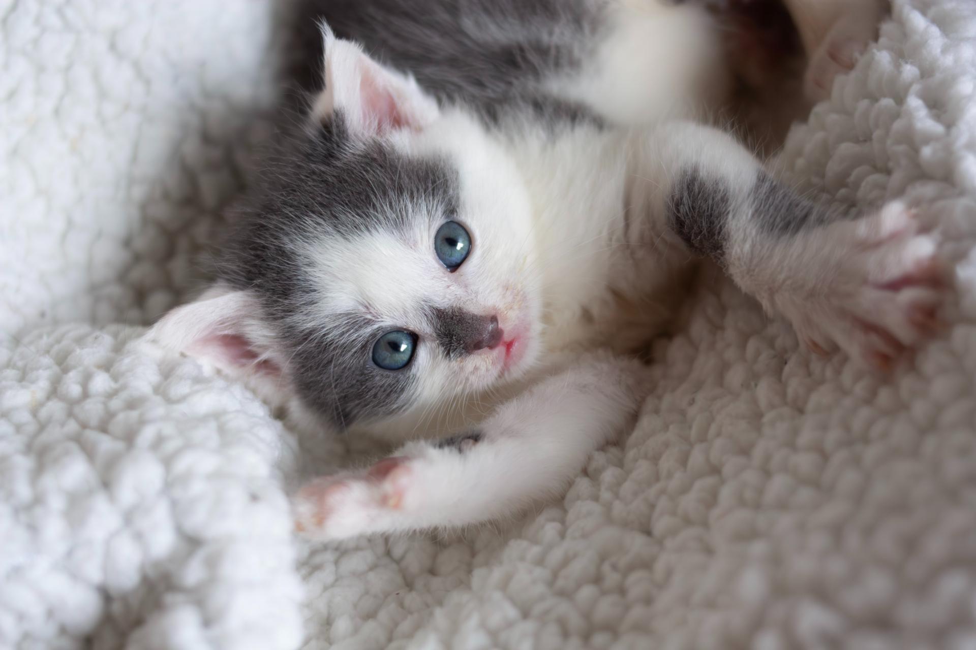Help Us Save the Tiniest Lives